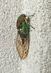 Neotibicen tibicen australis