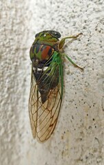 Neotibicen tibicen australis