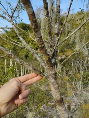 Chrysophyllum marginatum