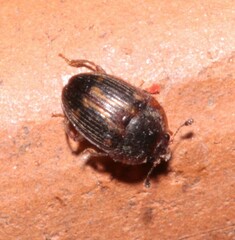 Stelidota geminata