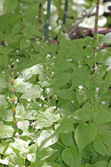 Circaea alpina pacifica