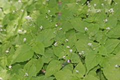 Circaea alpina pacifica