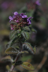 Thymus pannonicus