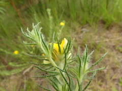 Aspalathus asparagoides
