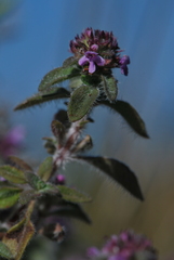 Thymus pannonicus