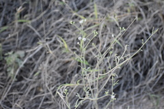Florestina tripteris