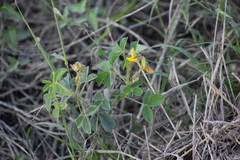 Crotalaria incana