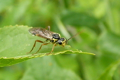 Aglaostigma fulvipes