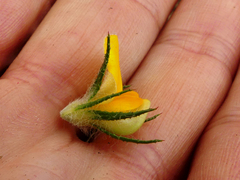 Aspalathus asparagoides