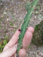 Lepismium cruciforme