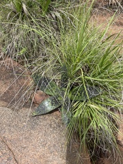 Ledebouria revoluta