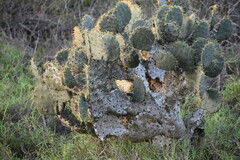 Opuntia alta