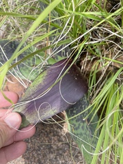 Ledebouria revoluta