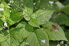 Circaea alpina pacifica