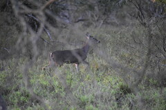 Odocoileus virginianus texanus