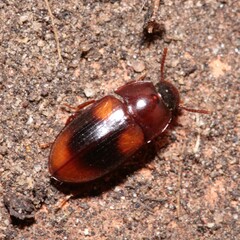 Diaclina testudinea