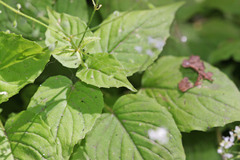 Circaea alpina pacifica