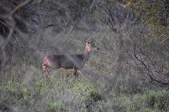 Odocoileus virginianus texanus