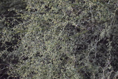 Parkinsonia texana macra