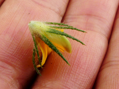 Aspalathus asparagoides