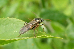 Aglaostigma fulvipes