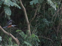 Megaceryle torquata
