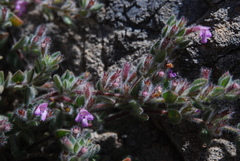 Thymus leucotrichus