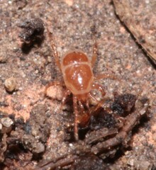 Parasitidae