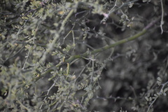 Parkinsonia texana macra