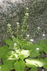 Circaea alpina pacifica