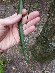Lepismium cruciforme