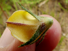 Aspalathus asparagoides