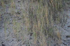 Sporobolus virginicus