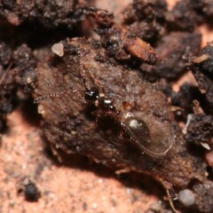 Trichopria drosophilae