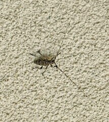 Acanthocinus obsoletus