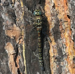Aeshna subarctica