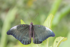 Dophla evelina