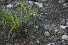Senna bauhinioides