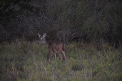 Odocoileus virginianus texanus
