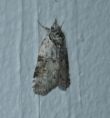Nycteola