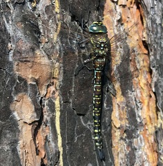 Aeshna subarctica