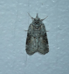Nycteola