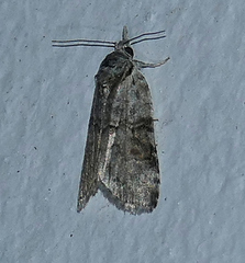 Nycteola
