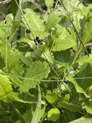 Maytenus undata