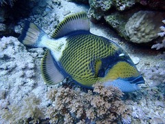 Balistoides viridescens