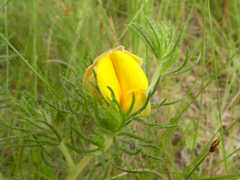 Aspalathus asparagoides