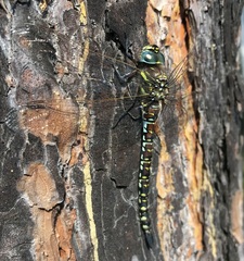 Aeshna subarctica