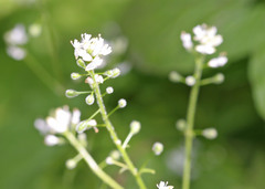 Circaea alpina pacifica