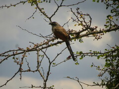 Centropus superciliosus