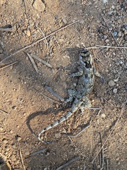Sceloporus melanorhinus